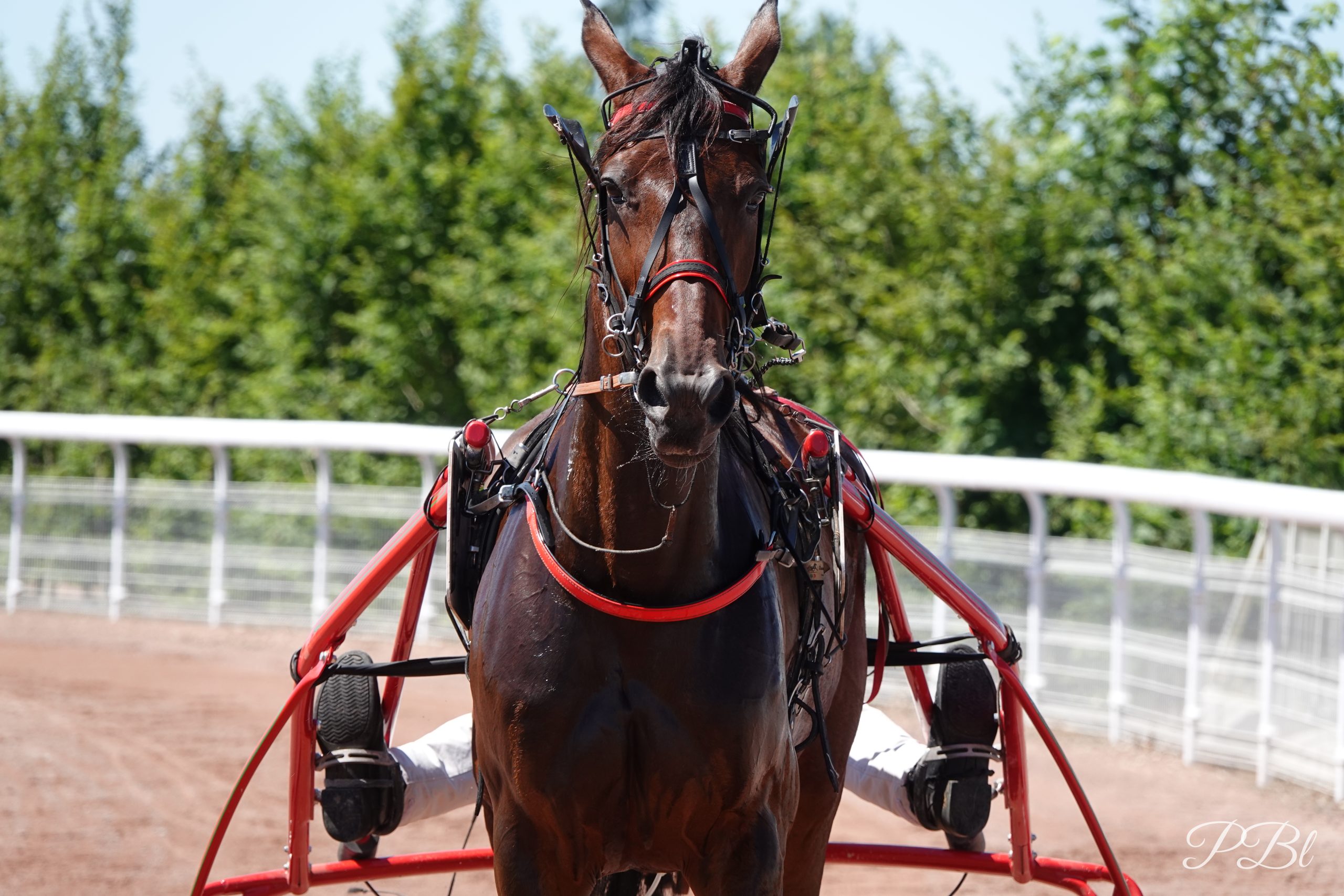 Trotteur attelé à son sulky, face à l'objectif