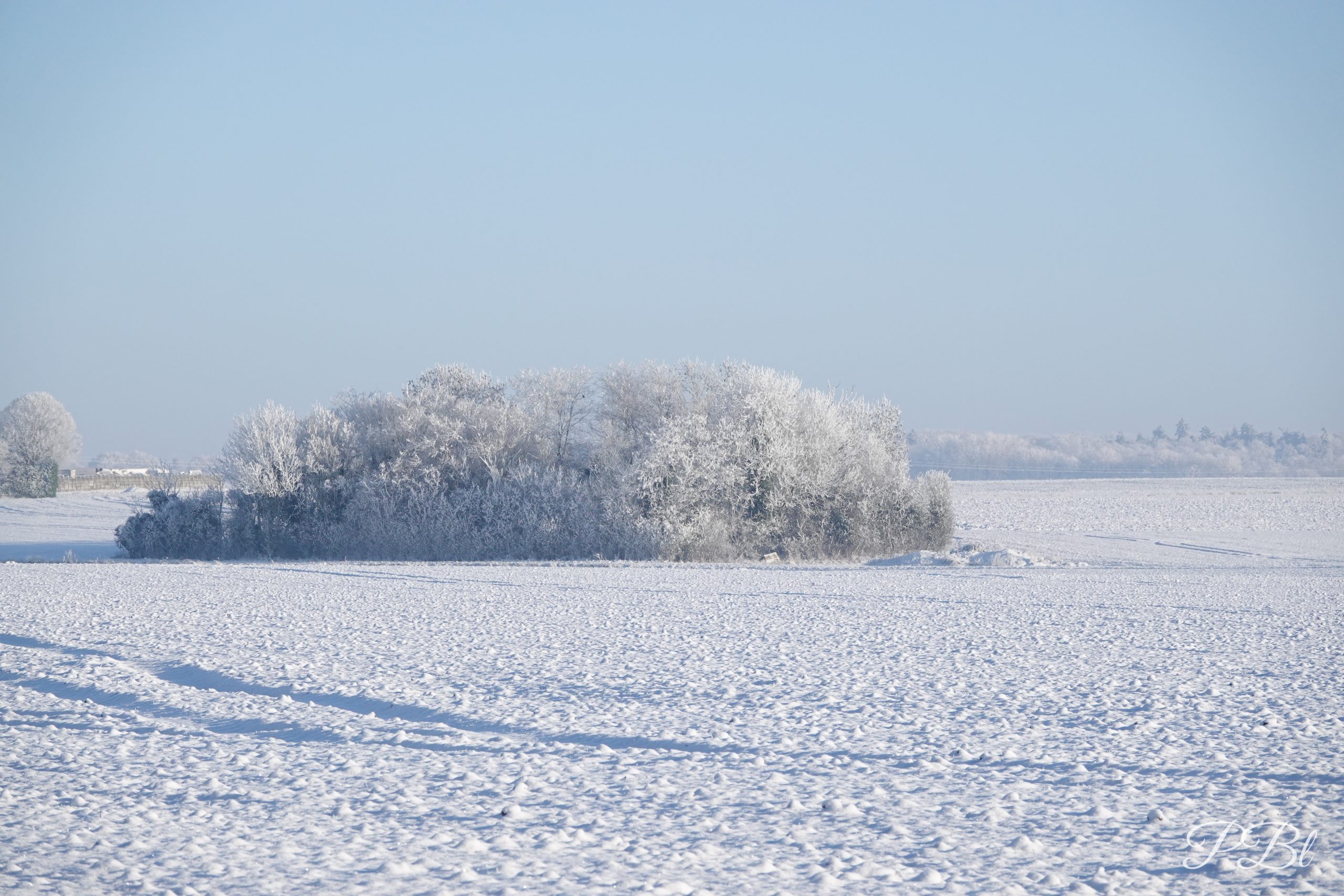 Plaine enneigée et bosquet givré sous un ciel bleu