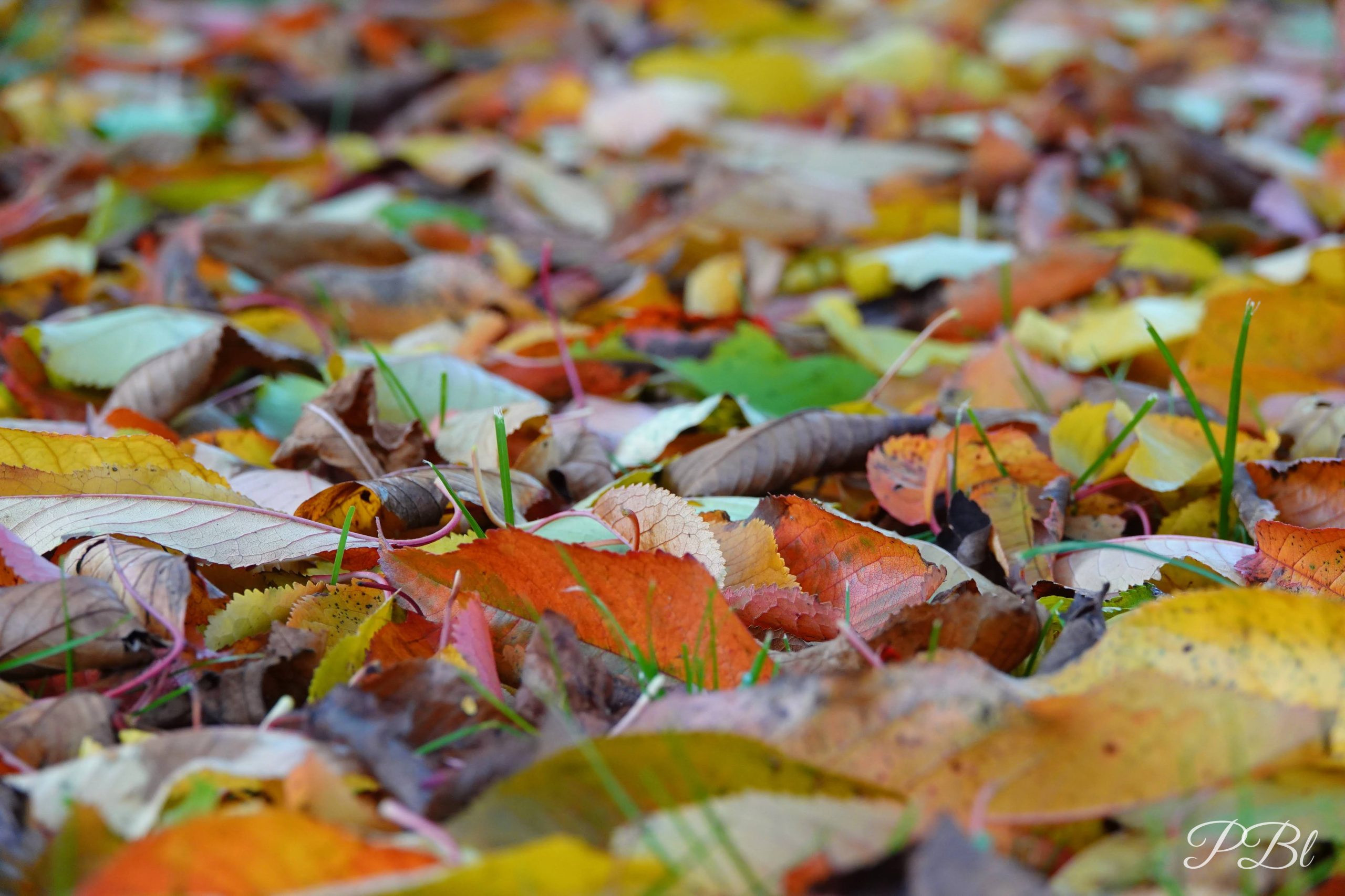 Tapis de feuilles mortes aux couleurs d'automne