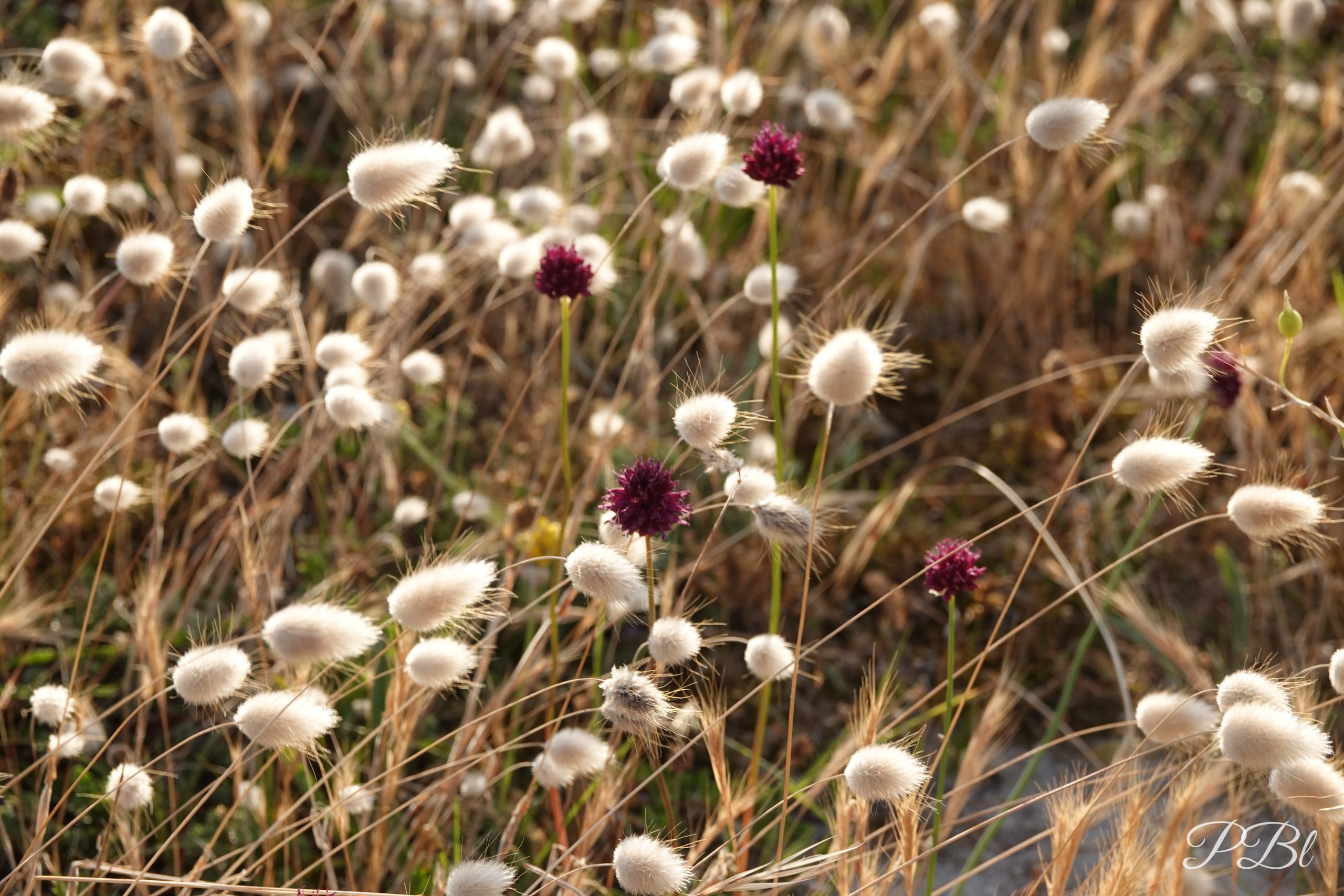 Herbes à lapin et fleurs sauvages dans la lumière