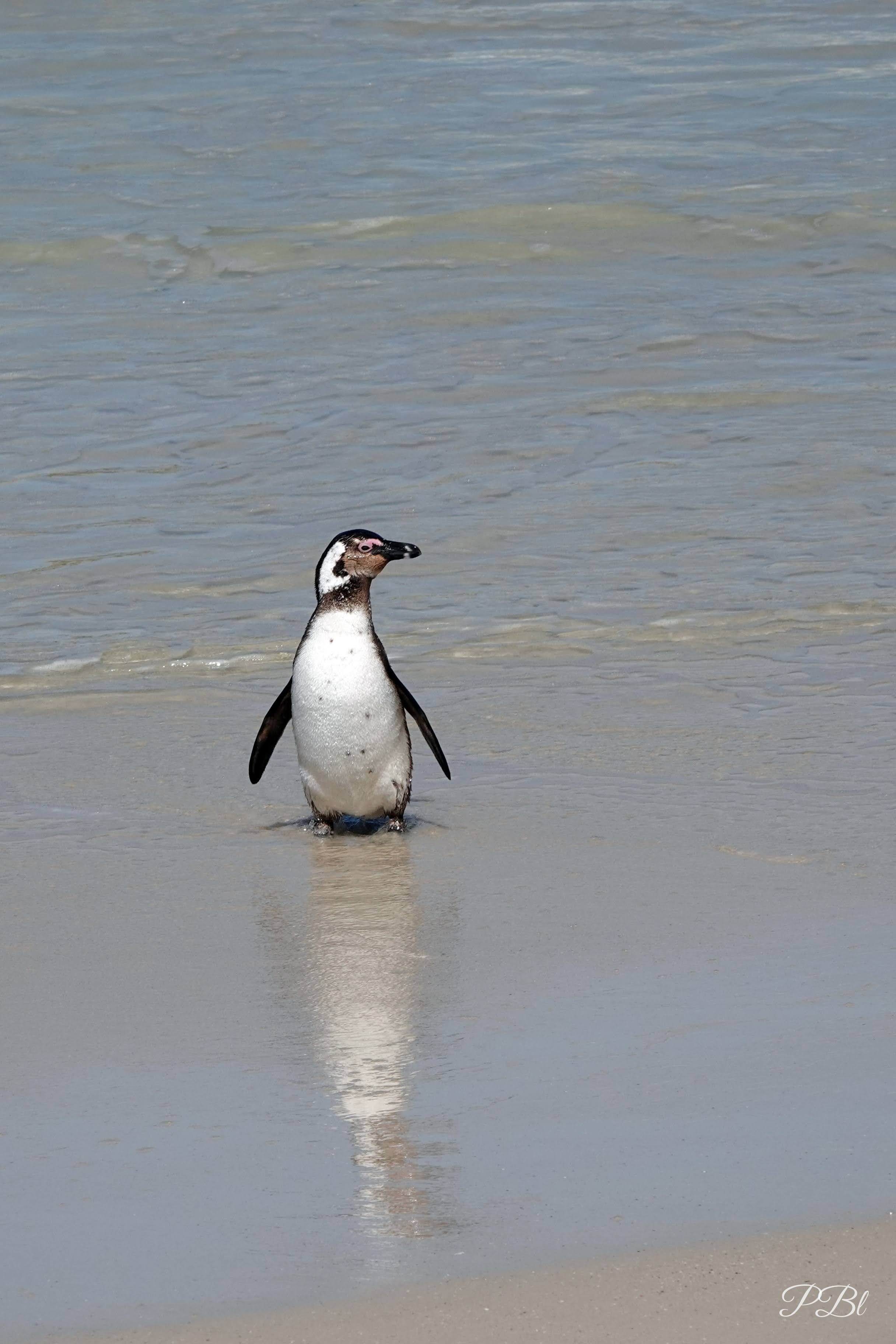 Manchot debout dans l'eau peu profonde, son reflet sur le sable mouillé