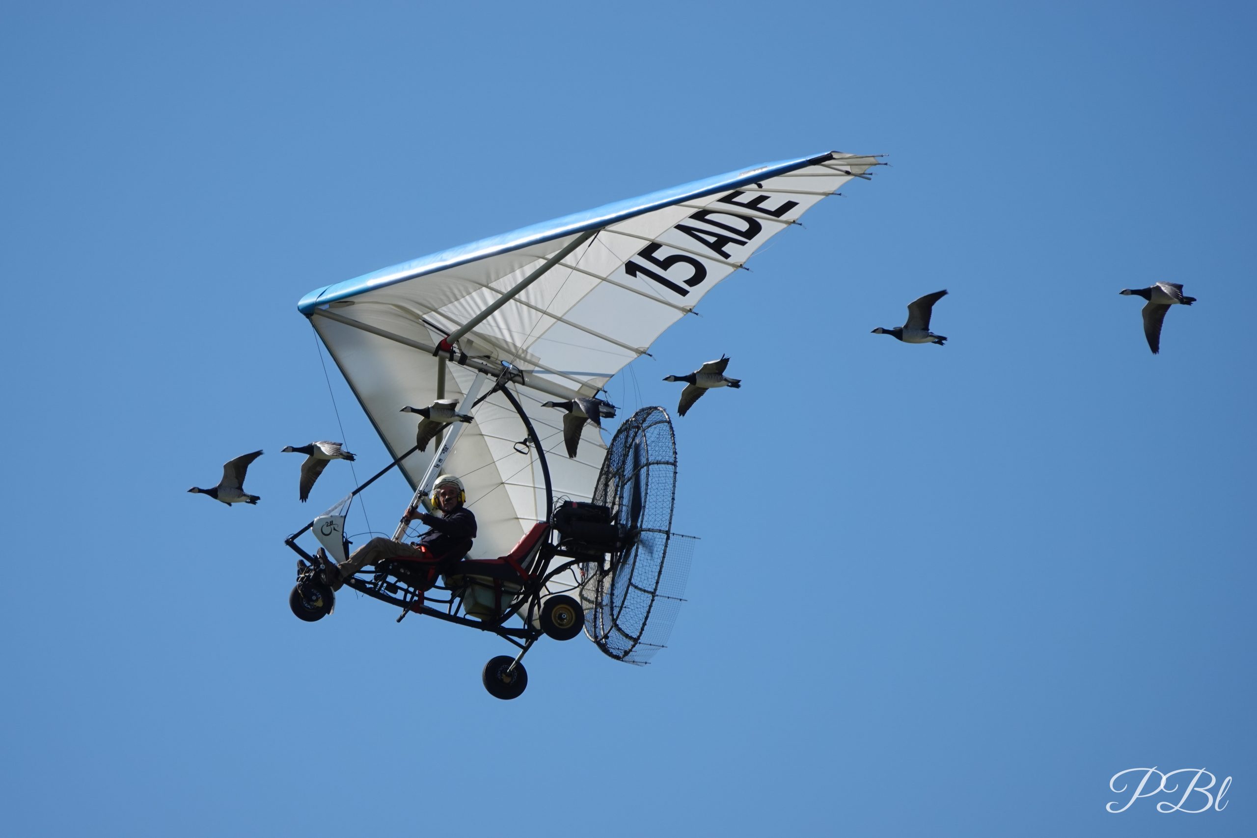 ULM volant au milieu d'un vol d'oies