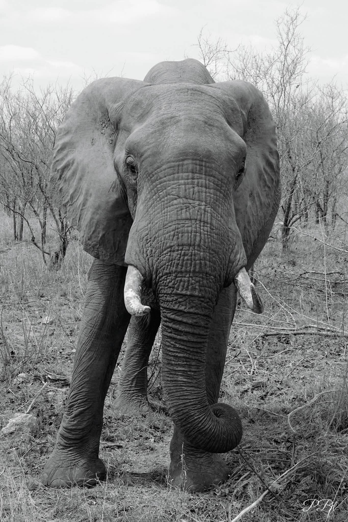 Éléphant marchant vers l'objectif, en noir et blanc