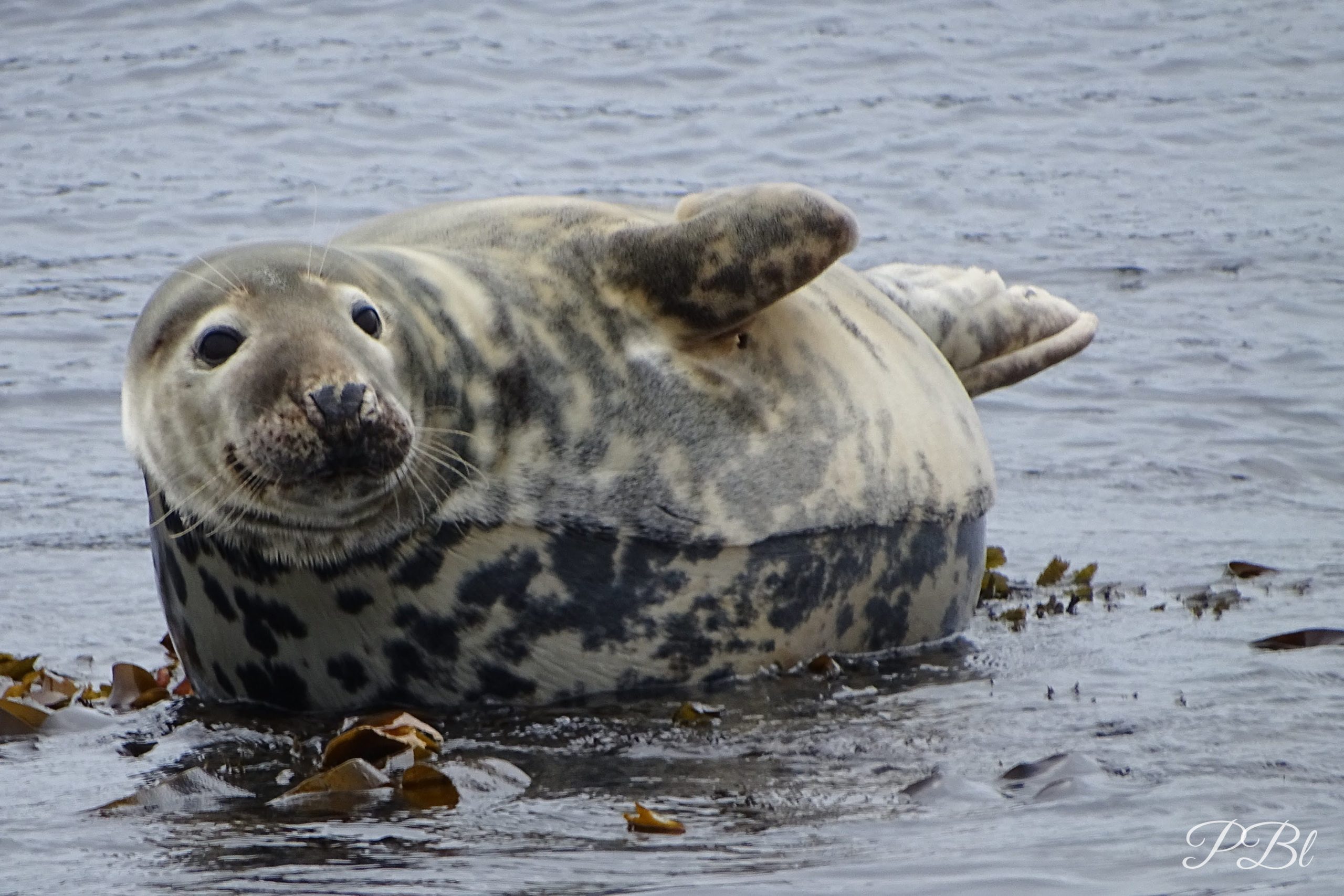 Phoque allongé dans l'eau peu profonde, parmi les algues