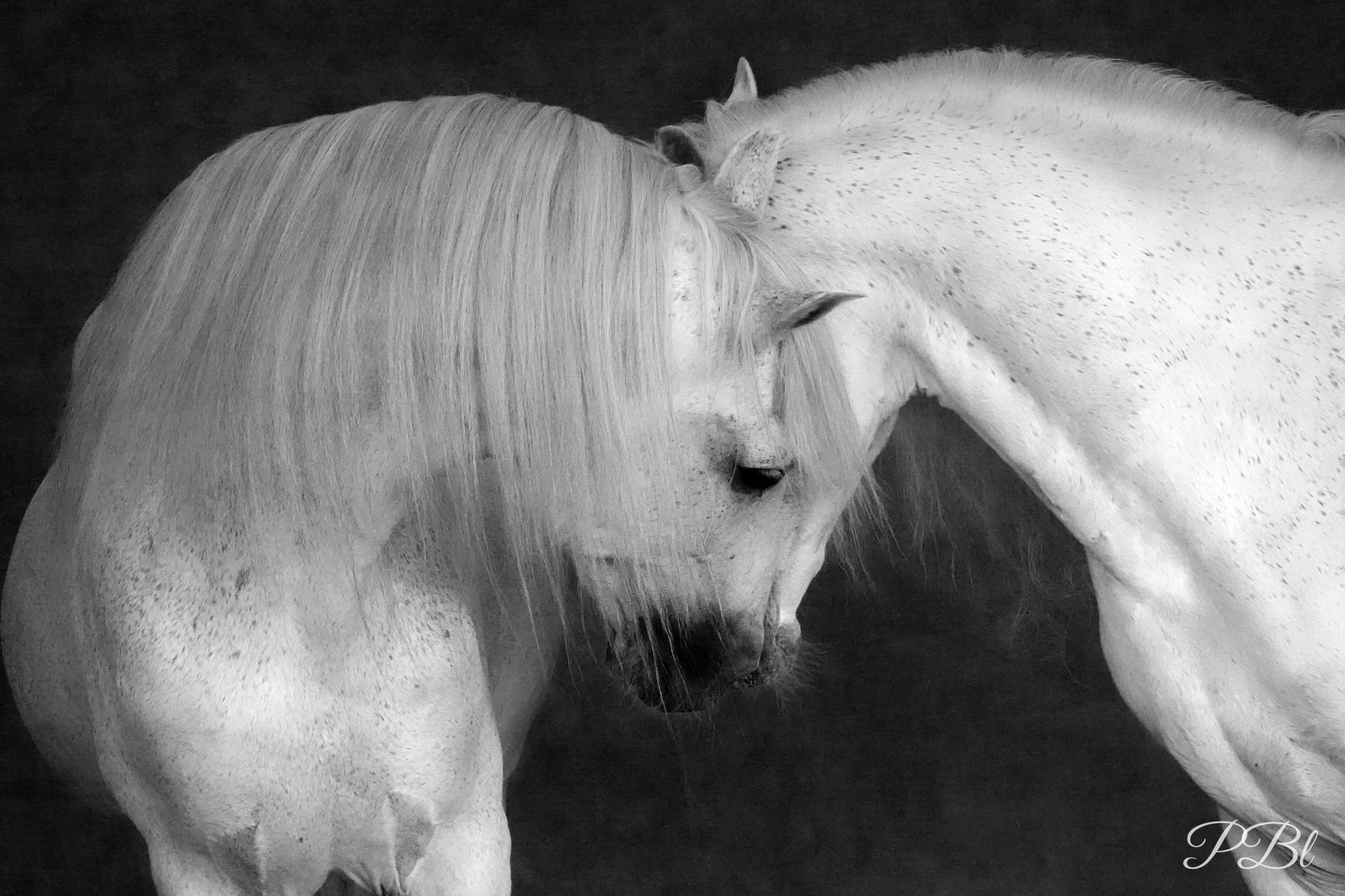 Cheval blanc à la crinière soyeuse, en noir et blanc