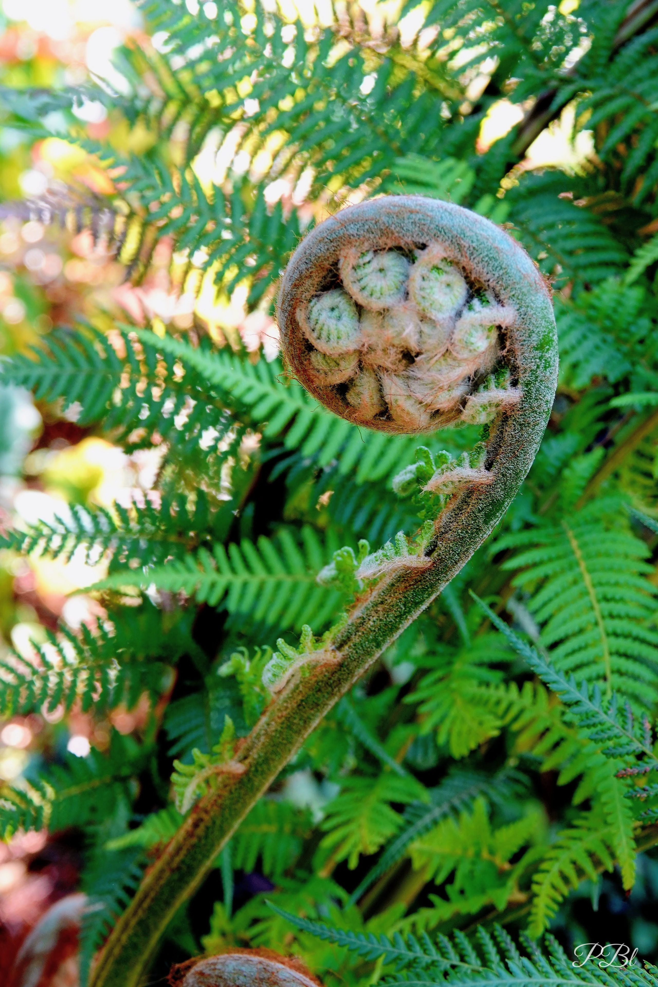 Crosse de fougère qui se déroule