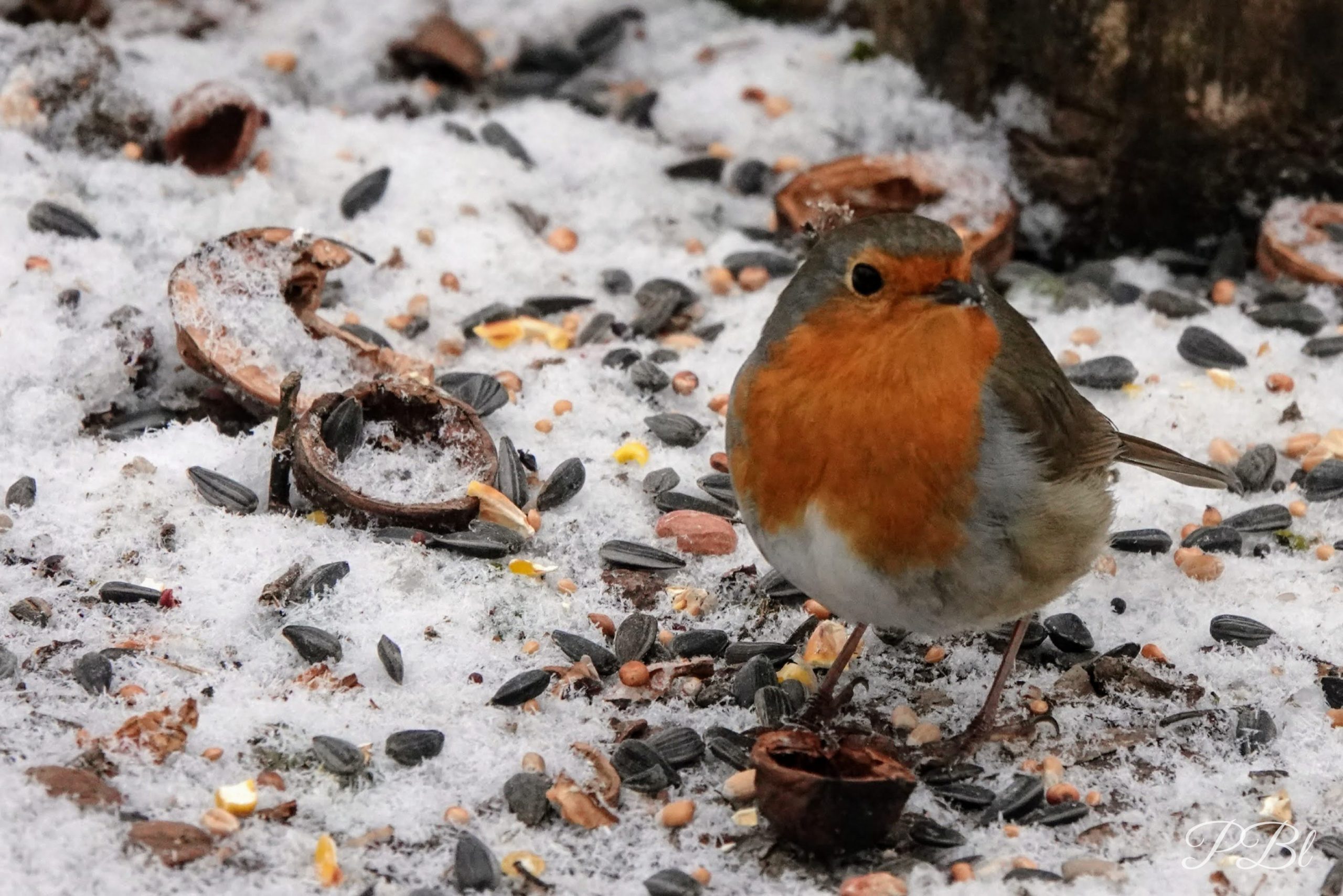 Rouge-gorge dans la neige, parmi les graines