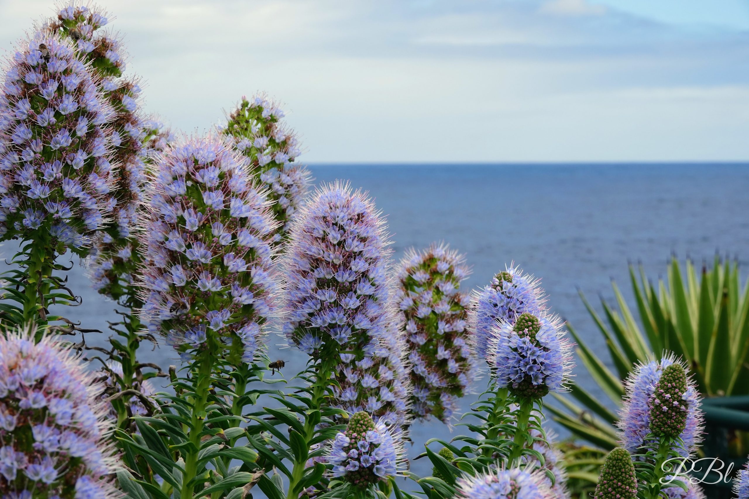 Vipérines en fleurs, grappes violettes devant l'océan