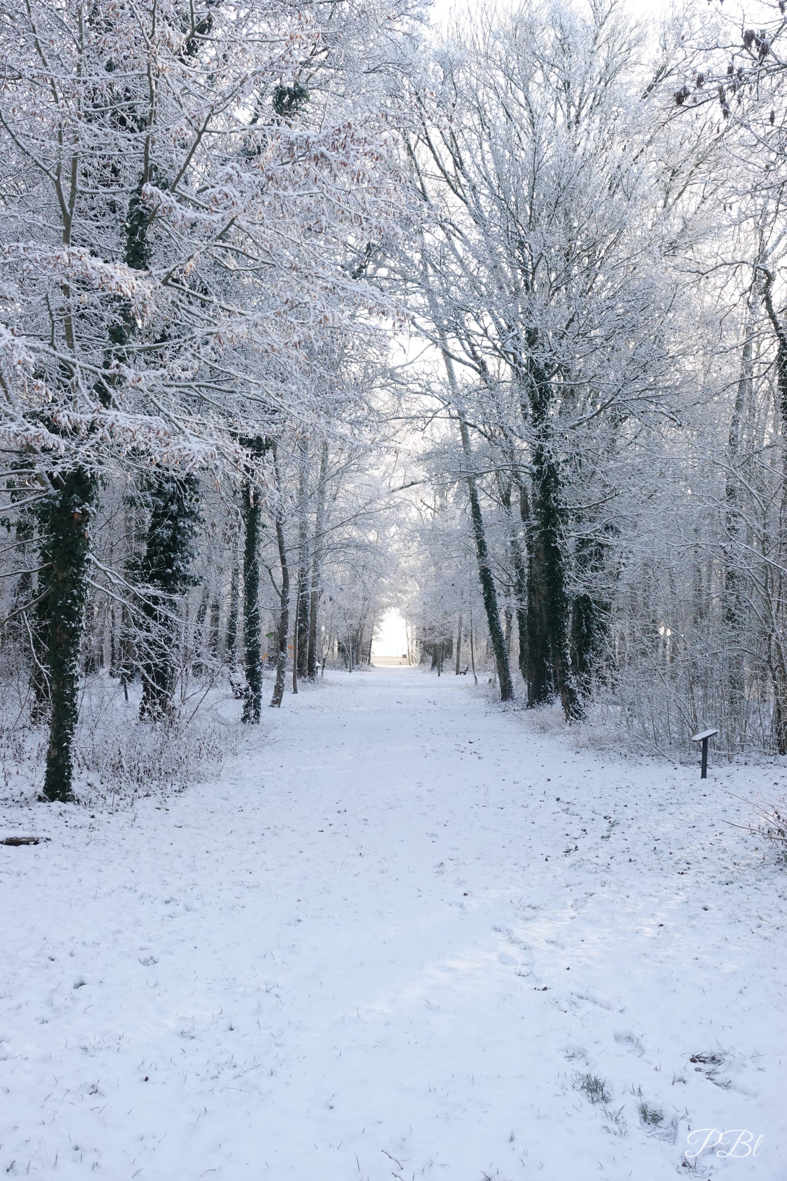 Allée forestière sous la neige, entre des arbres givrés
