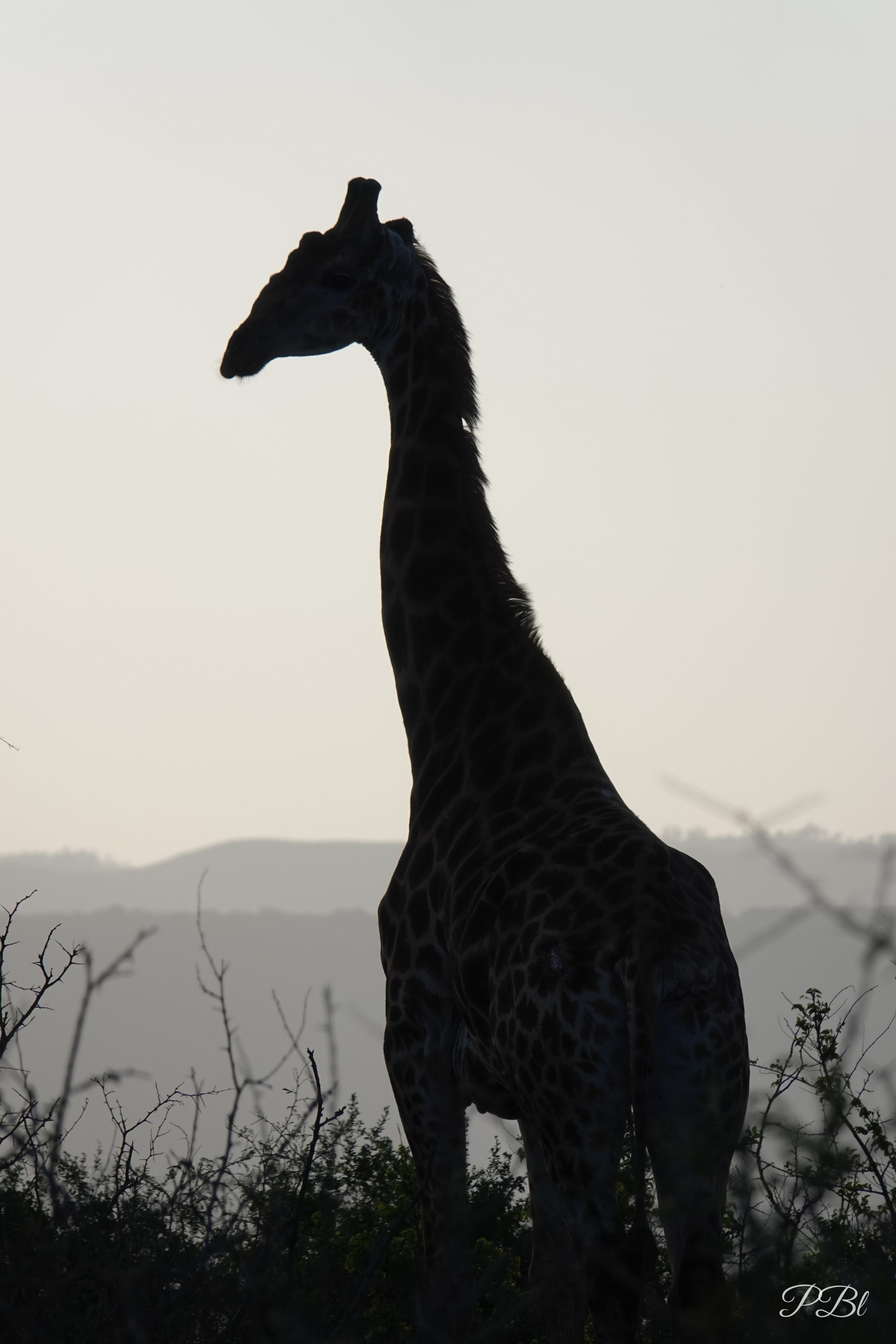 Silhouette d'une girafe à contre-jour, au crépuscule
