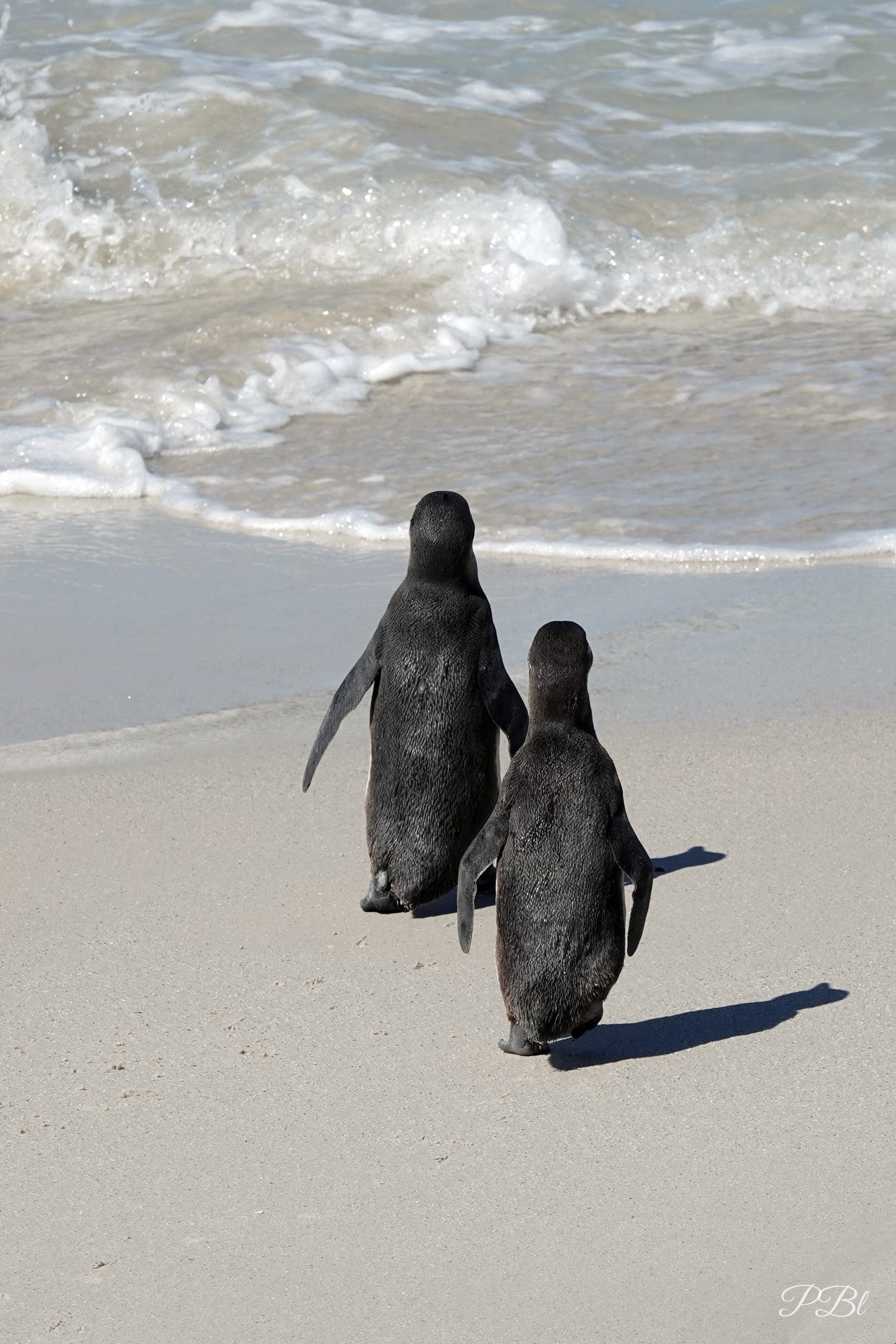 Deux manchots marchant côte à côte sur une plage de sable