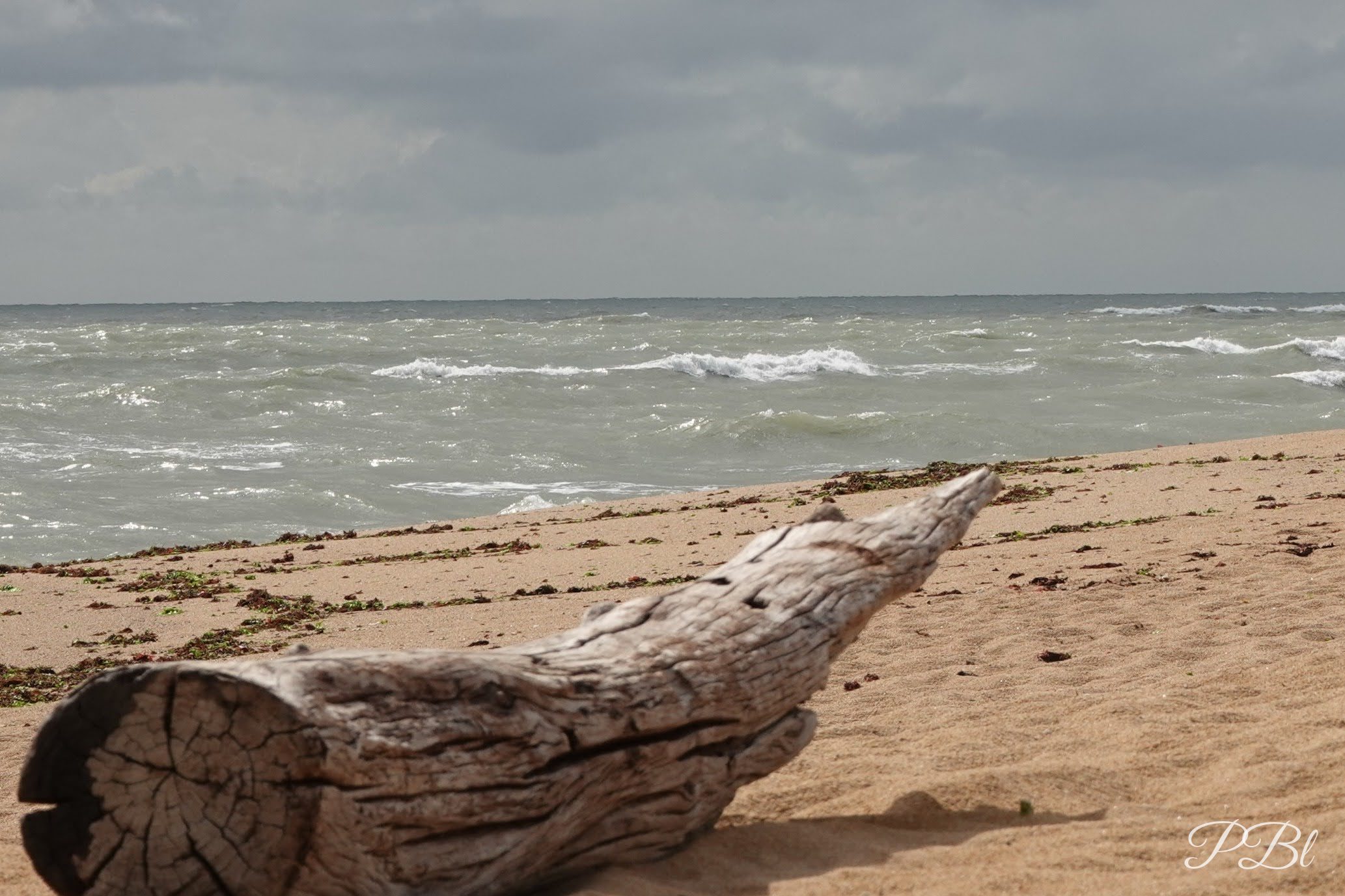 Bois flotté sur une plage de sable, face à une mer agitée