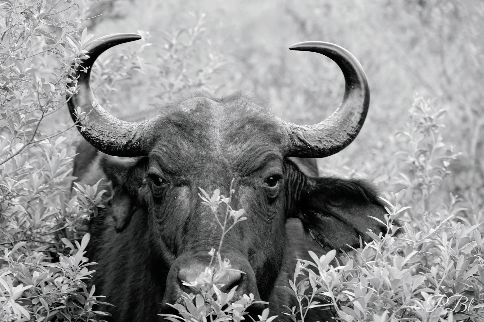 Buffle aux grandes cornes dans les herbes, en noir et blanc