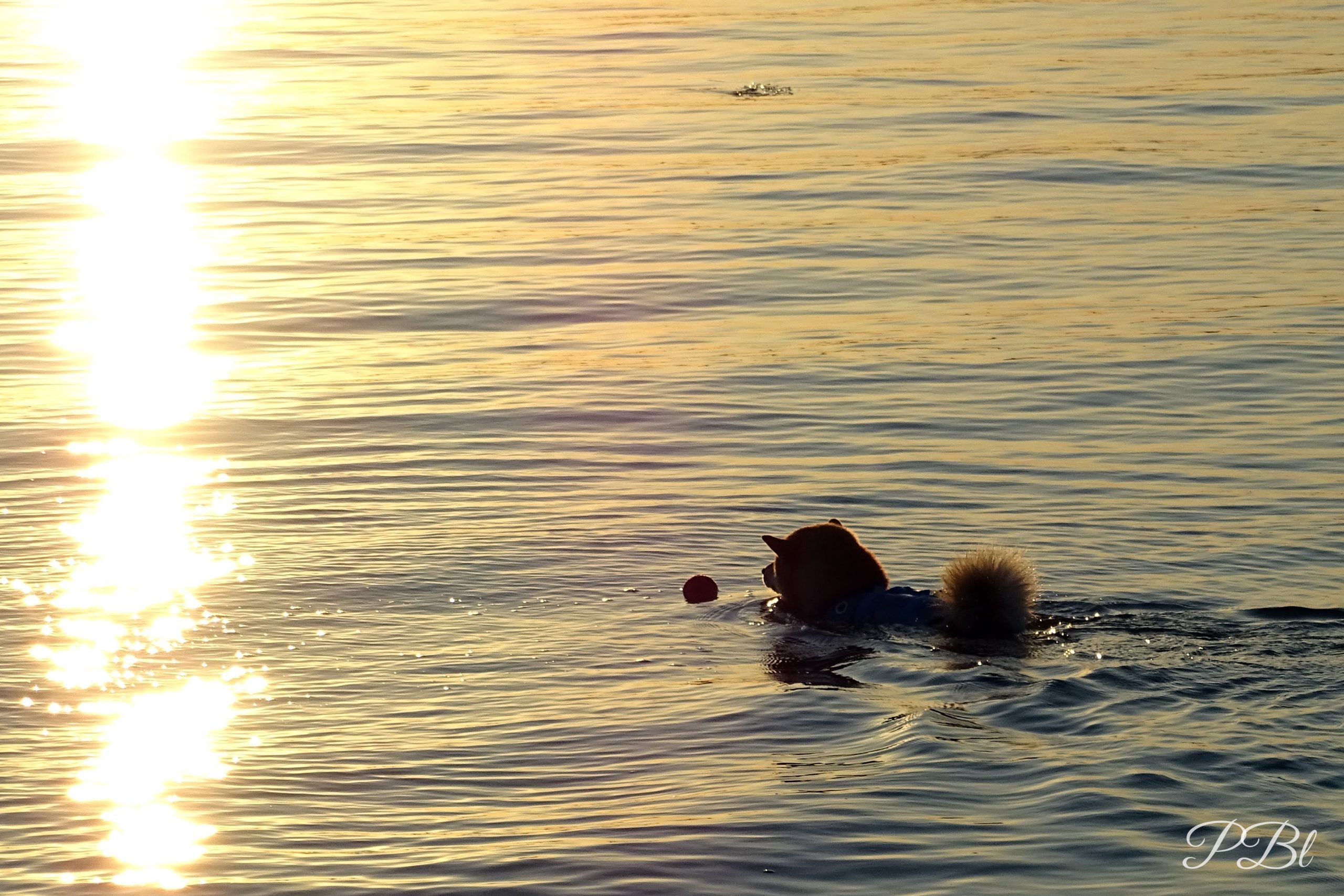 Chien qui nage avec une balle dans une mer dorée par le soleil couchant