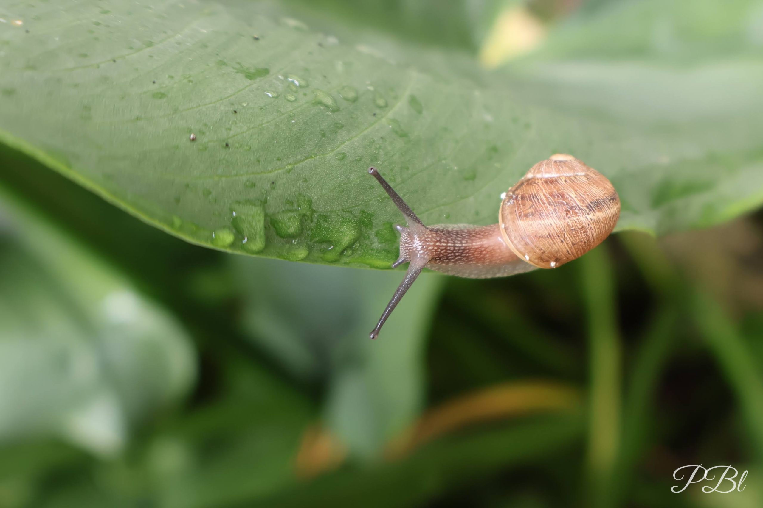 Escargot sur une feuille couverte de gouttes de pluie