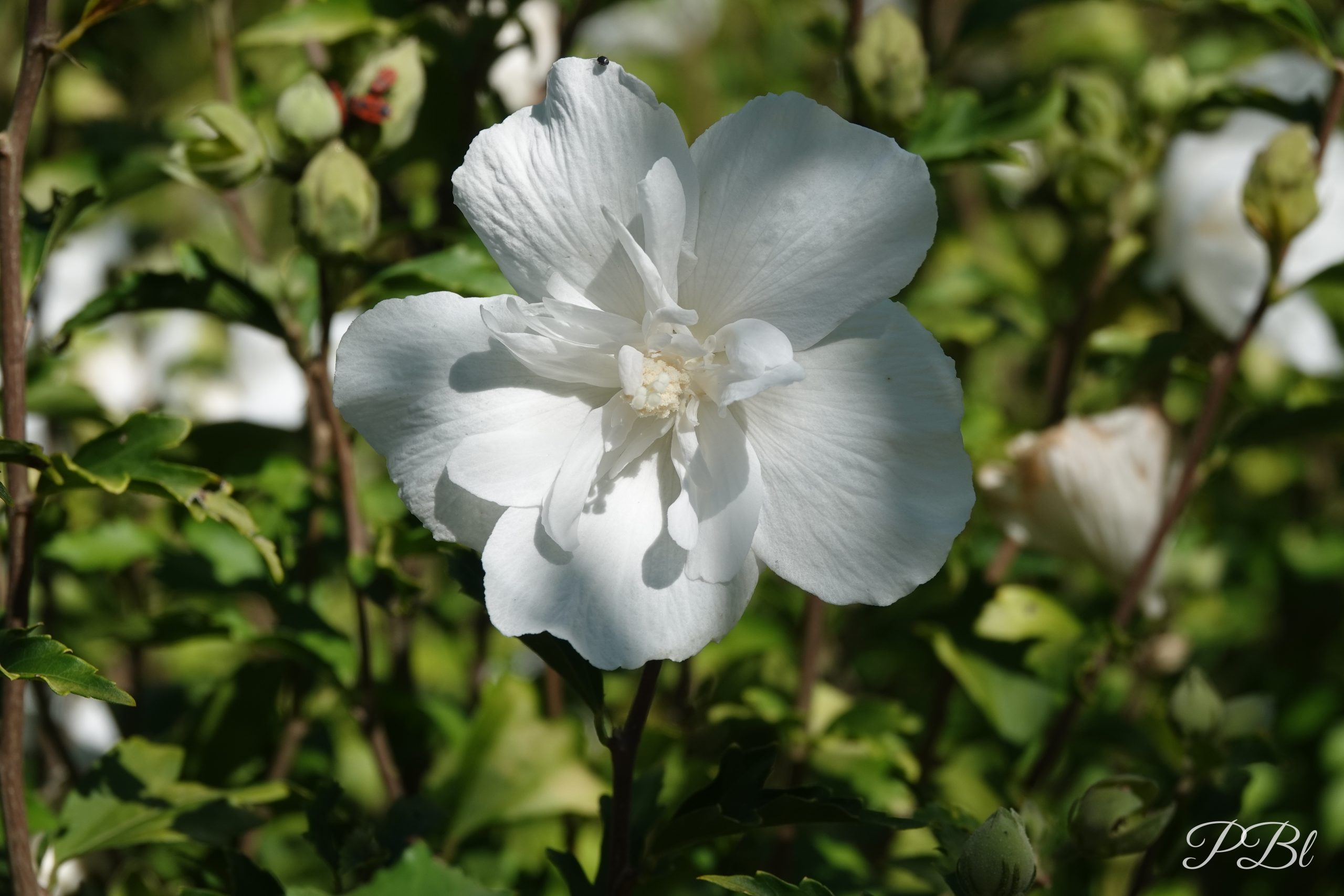 Fleur blanche d'hibiscus dans son feuillage