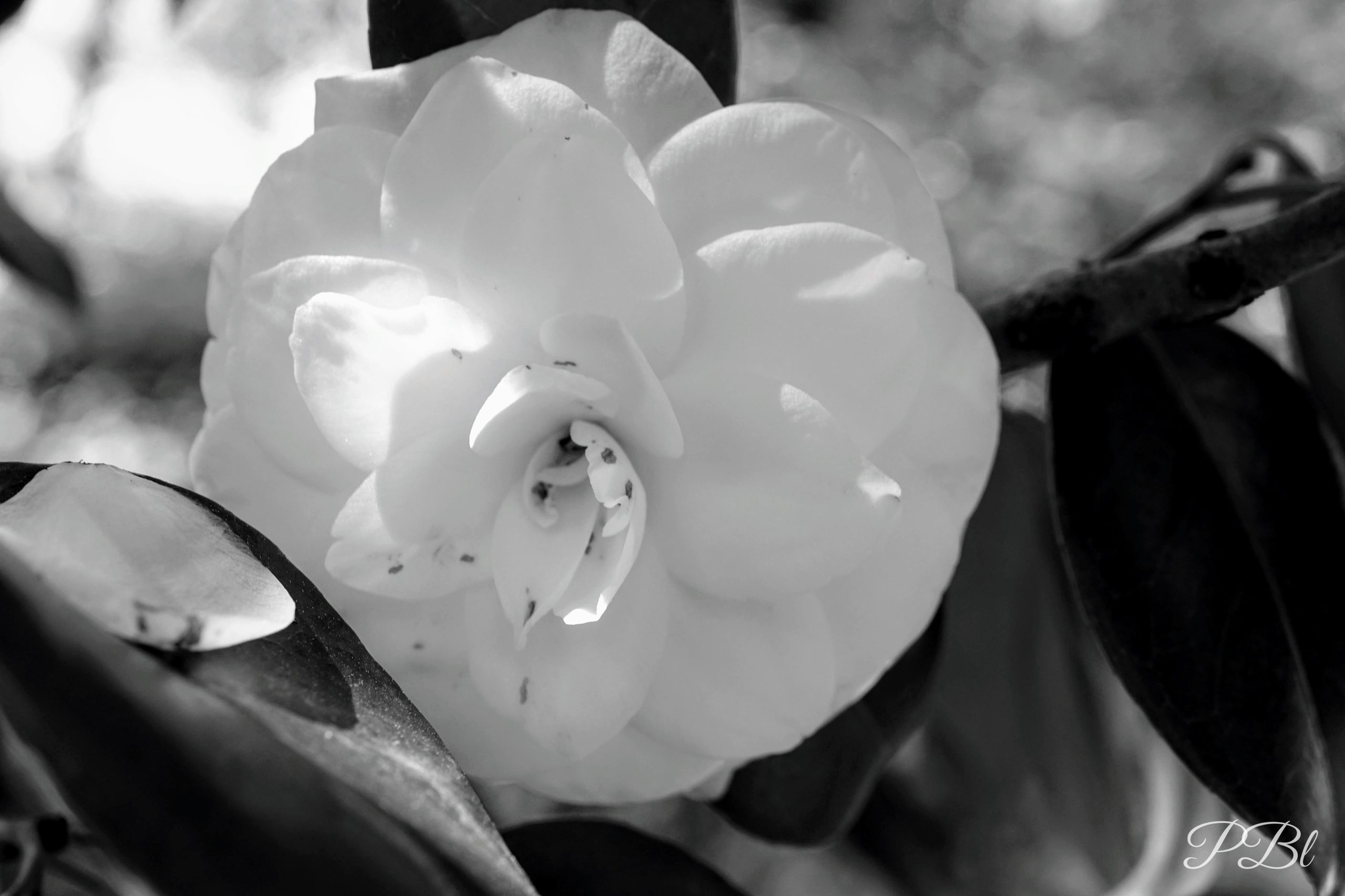 Fleur de camélia blanche, en noir et blanc
