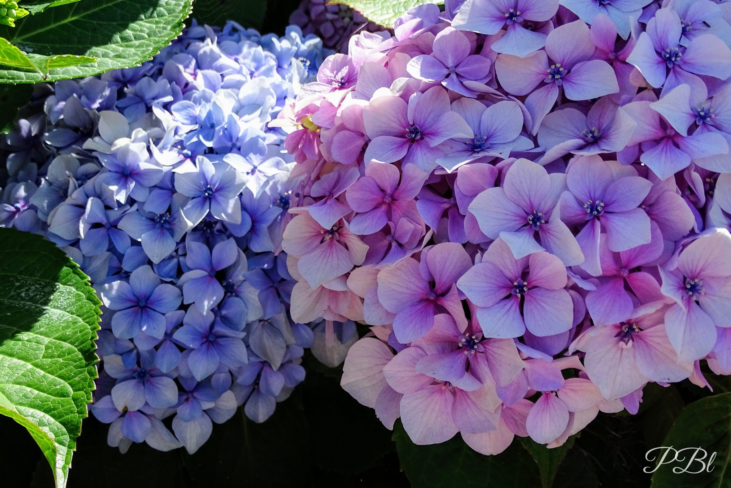 Hortensias bleus et roses en pleine floraison