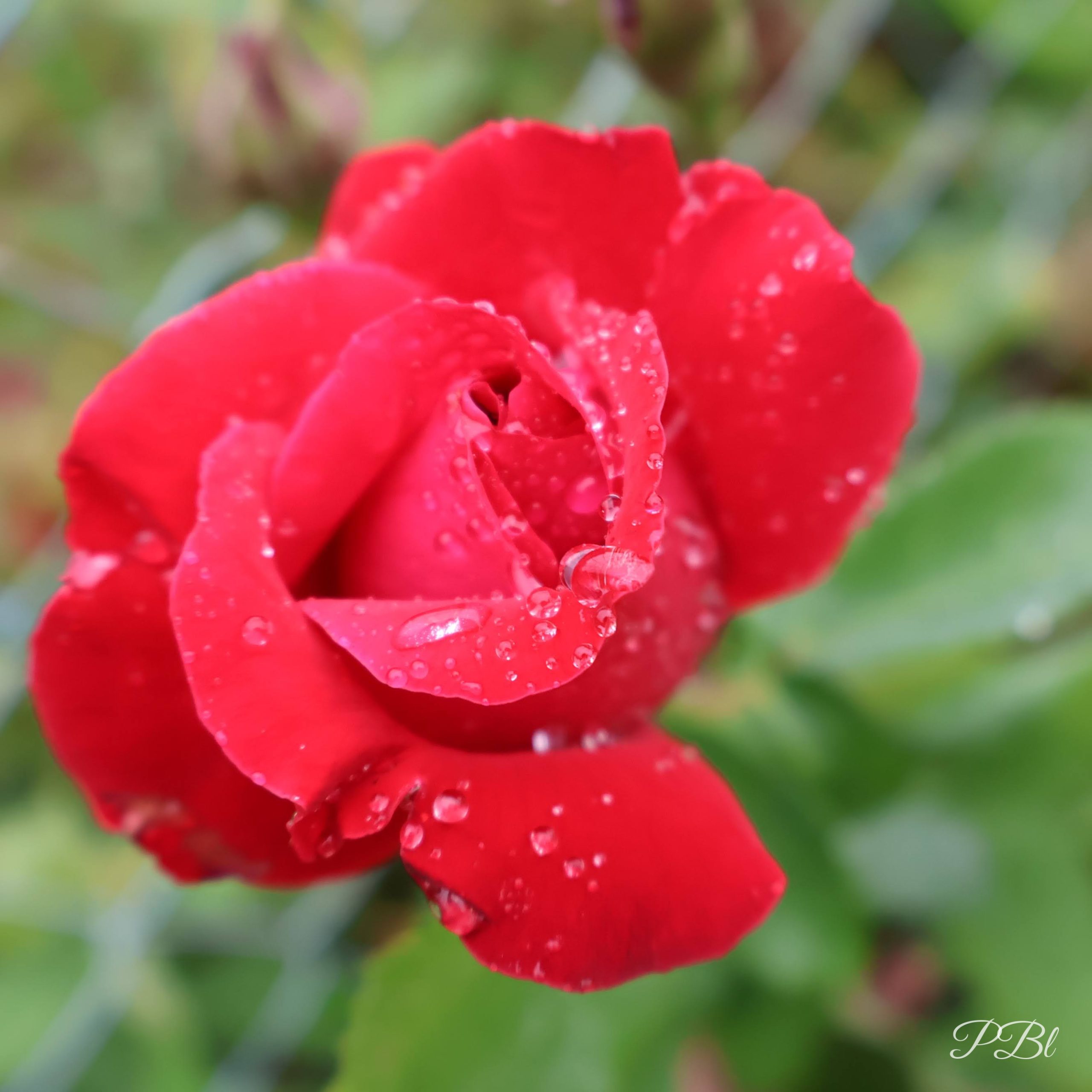 Rose rouge couverte de gouttes de pluie