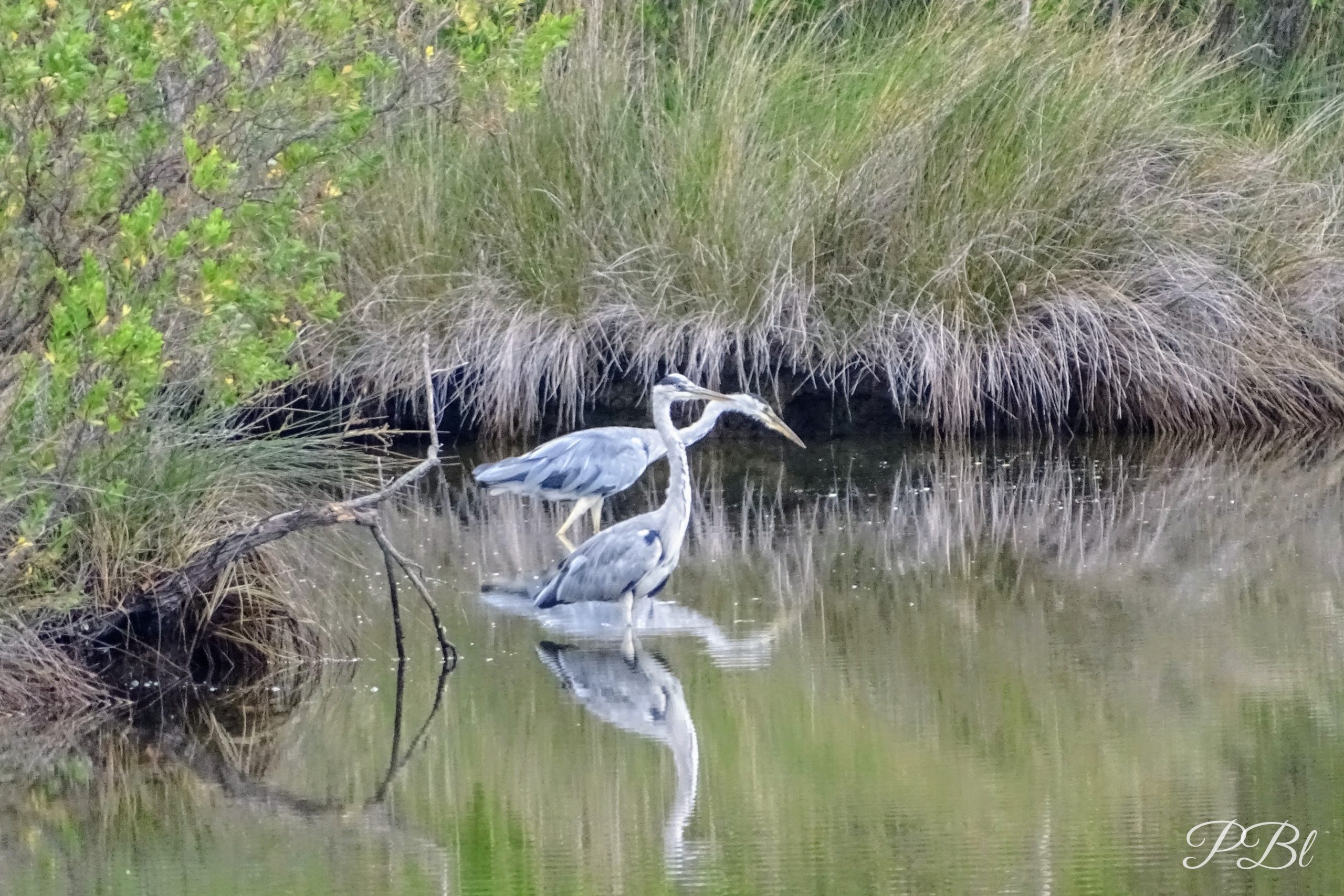 Deux hérons et leur reflet au bord d'un étang